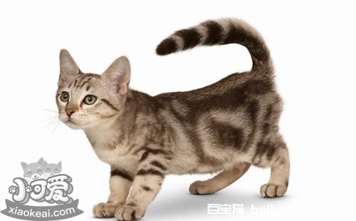 澳大利亚雾猫总是流泪怎么回事 猫咪流泪原因介绍