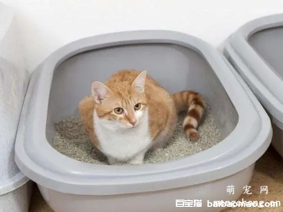 一个月的小猫怎么训练大小便？训练小猫大小便的注意事项