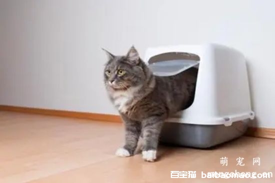 一个月的小猫怎么训练大小便？训练小猫大小便的注意事项