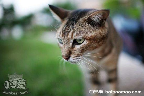 猫咪为什么舔鼻子 猫咪舔鼻子原因介绍