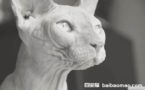 彼得秃猫和斯芬克斯有什么区别