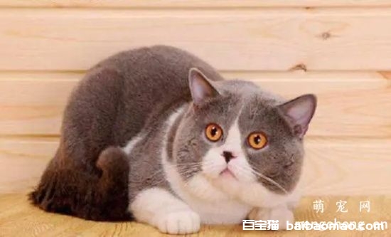 为什么你的猫不埋屎？猫咪不埋便便的原因和办法