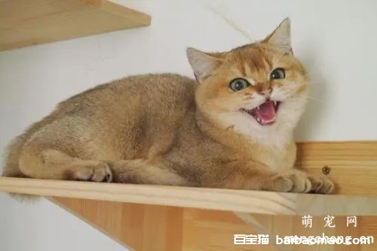 如何训练小猫使用猫砂？