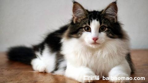 挪威森林猫多少钱一只 挪威森林猫价格