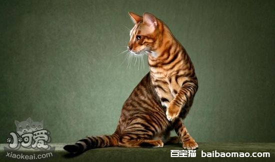 玩具虎猫难产有什么征兆 玩具虎猫难产征兆介绍