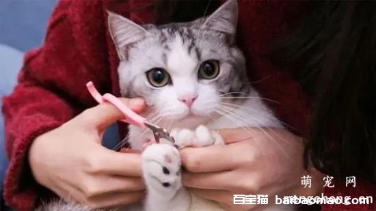 给猫咪修甲全攻略