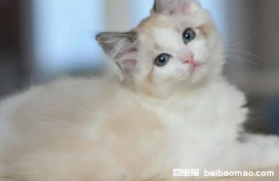 猫咪为什么老是舔被子