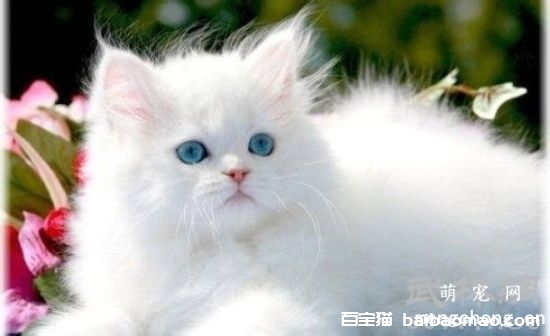 波斯猫洗澡需要提前哪些准备？