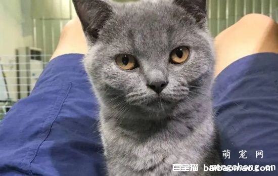 猫咪在床上拉屎怎么办