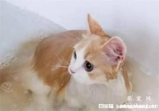 猫咪洗澡