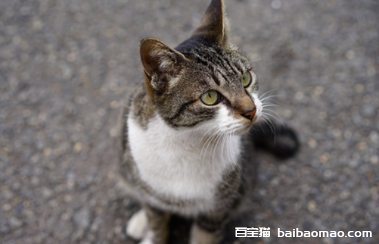 猫咪为什么那么喜欢小鱼干