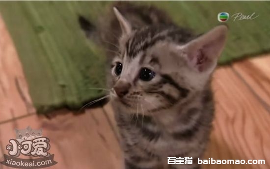 玩具虎猫繁殖障碍怎么回事 繁殖障碍详细介绍