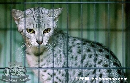 怎么训练加州闪亮猫装死 加州闪亮猫装死训练