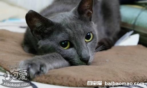 俄罗斯蓝猫没奶怎么办 俄罗斯蓝猫催乳方法