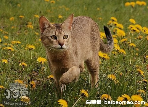 非洲狮子猫尿路感染怎么办 尿路感染治疗方法