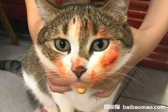 猫咪吐血了还能活吗