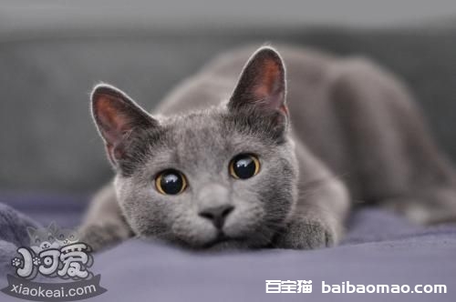 俄罗斯蓝猫一窝能生几只小猫