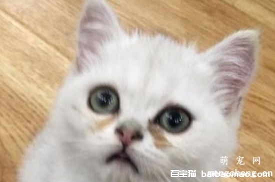 小猫泪痕怎么清理