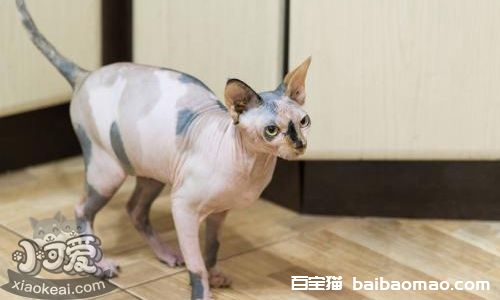 彼得秃猫偷吃怎么办 彼得秃猫偷吃东西原因