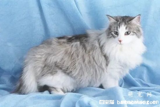 猫喜欢在床上睡觉怎么办 如何让猫养成良好习惯