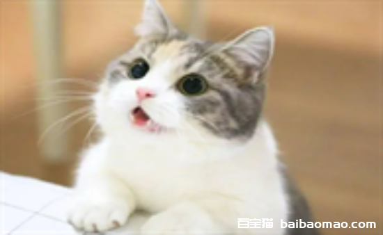 猫咪吐黄色液体是怎么回事