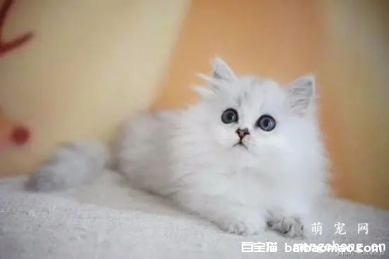 猫有泪痕是什么原因怎么处理？