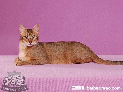 非洲狮子猫发烧怎么办 非洲狮子猫发烧解决办法