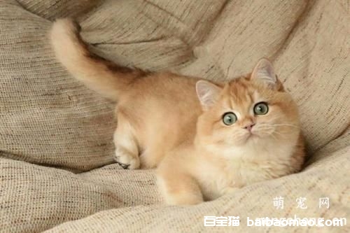 如何训练猫咪自己上厕所？