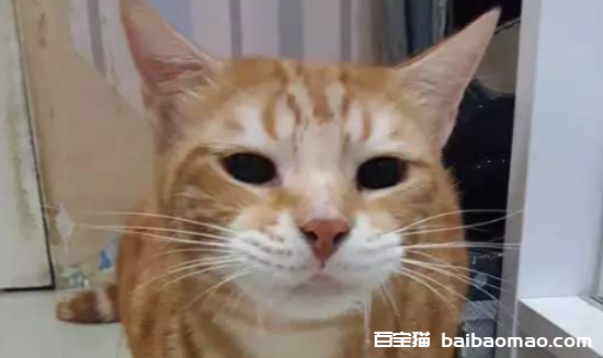 猫咪吐白沫是怎么回事