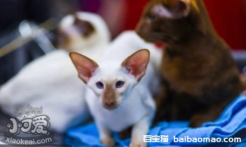 怎么训练彼得秃猫 彼得秃猫训练方法