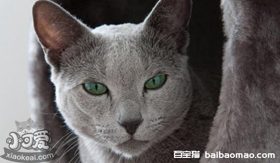 俄罗斯蓝猫怀孕怎么照顾 俄罗斯蓝猫孕期护理指南