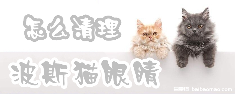 波斯猫眼睛怎么清理