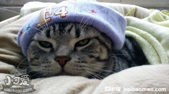 怎么给美国短毛猫接生 美国短毛猫生产接生知识