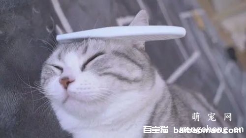 护理猫咪毛发的技巧