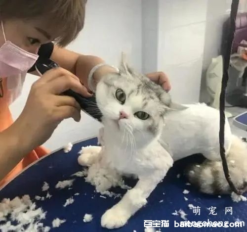 猫咪毛发打结如何处理?