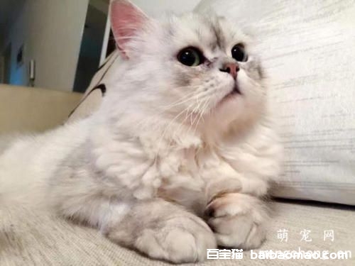 猫咪美毛最好的方法是什么？这7点很重要