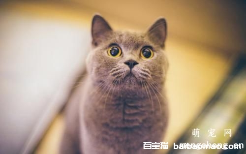 猫为什么喜欢咬东西 该如何改正?