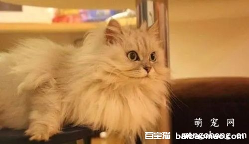 金吉拉猫毛发粗糙如何解决？