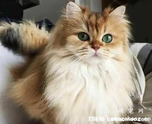 金吉拉猫毛发粗糙如何解决？