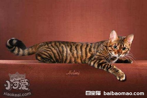 玩具虎猫感冒吃什么药 玩具虎猫感冒用药介绍