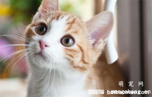 如何改善猫毛粗糙干燥?