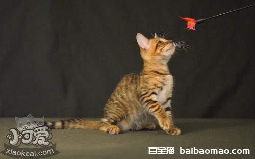 玩具虎猫得了肺炎怎么办 肺炎治疗方法