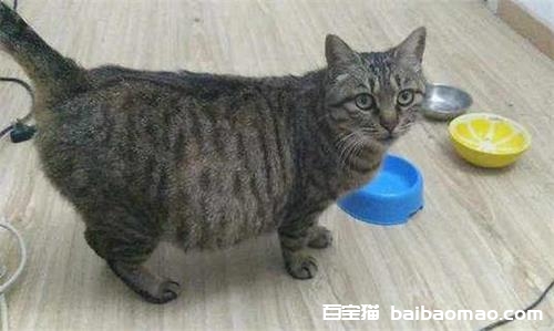 母猫几个月可以怀孕?深入解析猫咪的生育能力和负责任的养猫建议