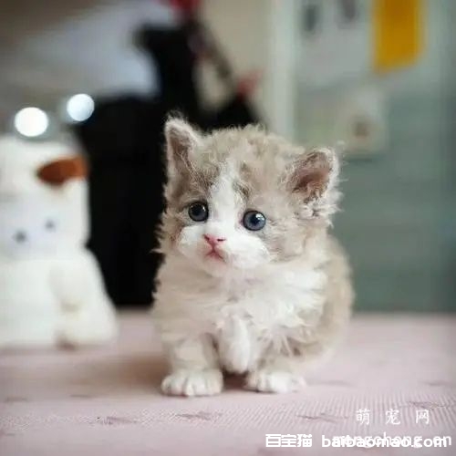 猫咪喜欢抓家里的家具怎么办？