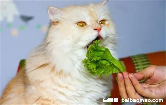 猫能吃什么蔬菜