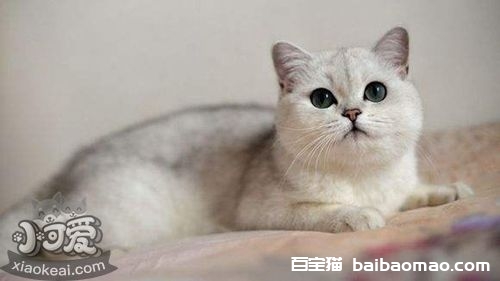 重点色短毛猫咬人怎么办 重点色短毛猫不咬人训练