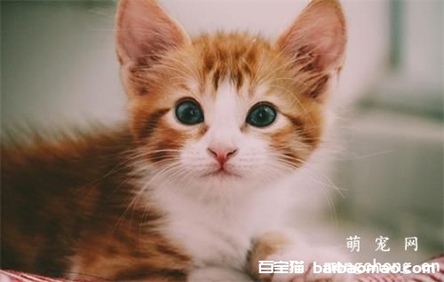 怎么训练自家的宠物猫?