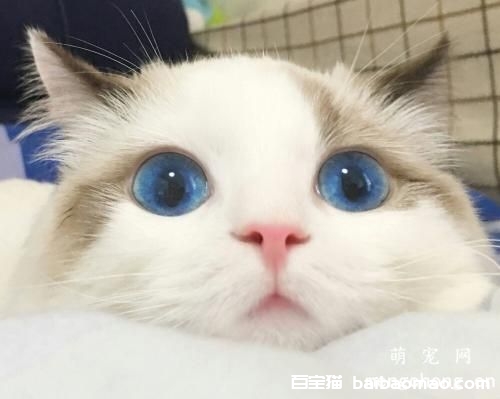 怎么训练自家的宠物猫?