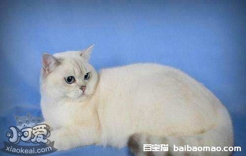 重点色短毛猫太调皮怎么办 重点色短毛猫调皮训练方法