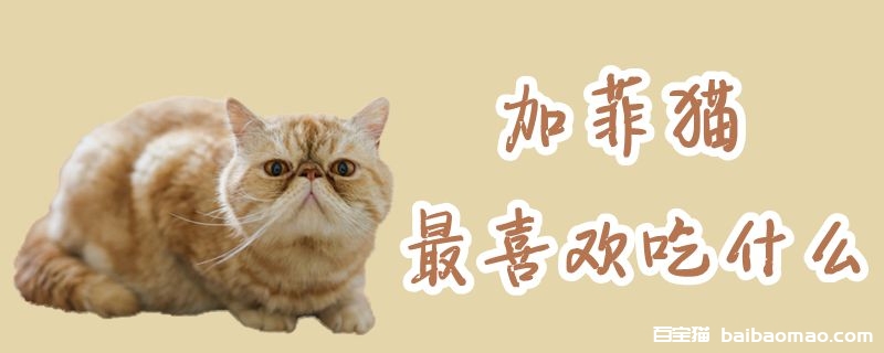 加菲猫最喜欢吃什么